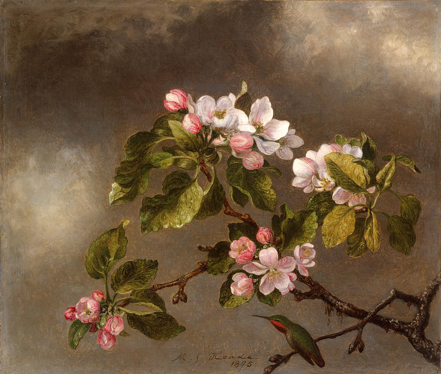 Hummingbird and Apple Blossoms Painting by Martin Johnson Heade