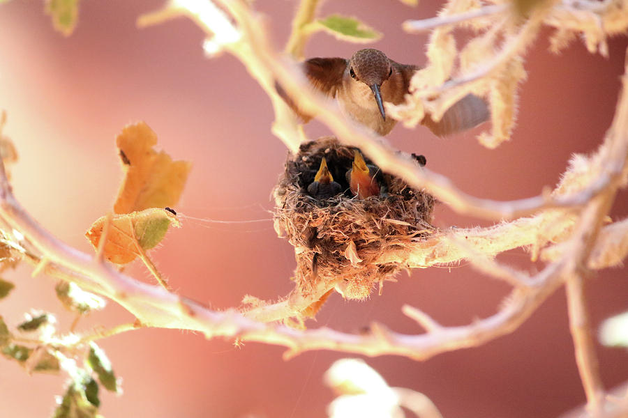 Hummingbird and Babies Photograph by Brook Burling