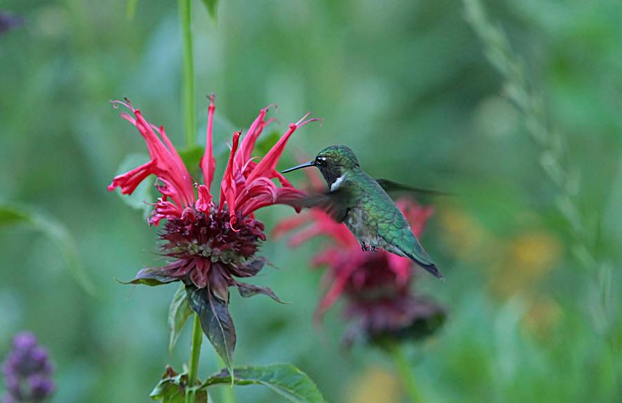 Hummingbird Photograph - Hummingbird and bee balm by Linda Crockett