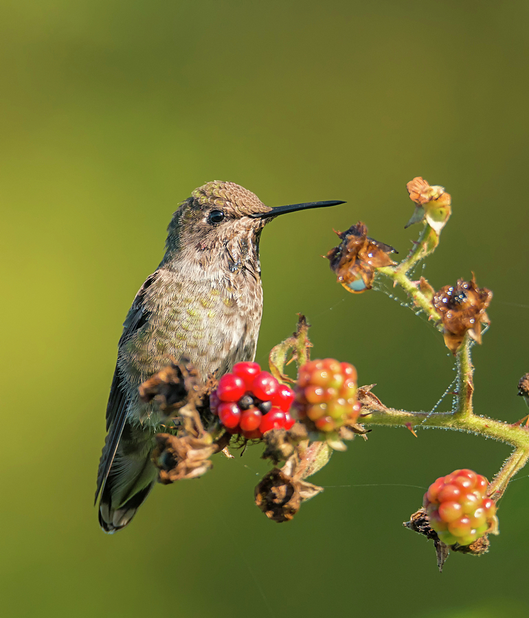 Hummingbird and Blackberries Photograph by Loree Johnson