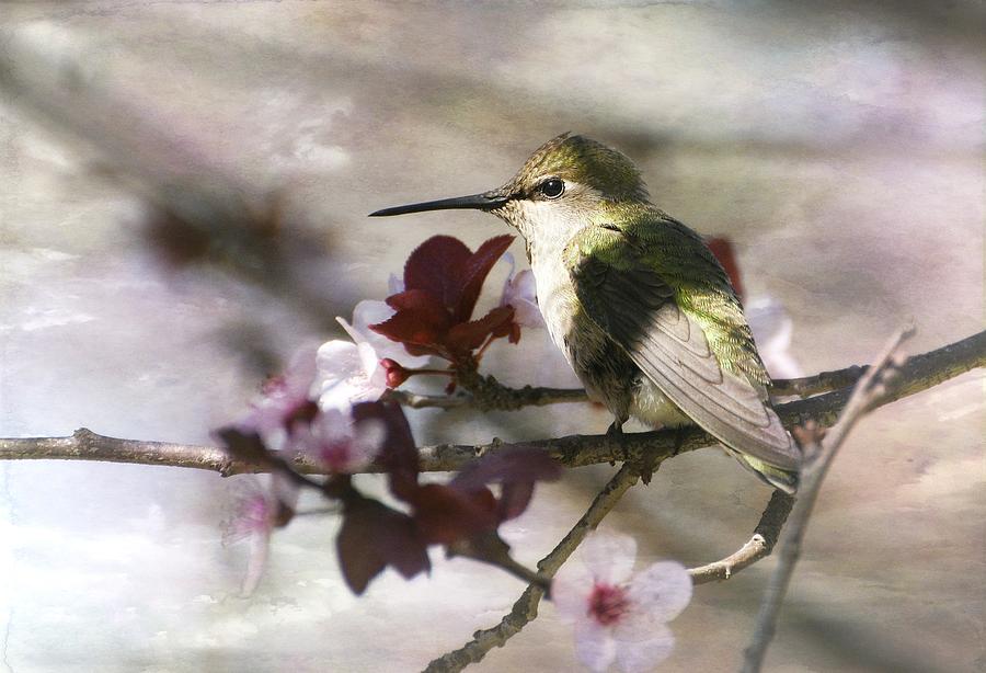 Hummingbird and Blossoms 2 Photograph by Fraida Gutovich