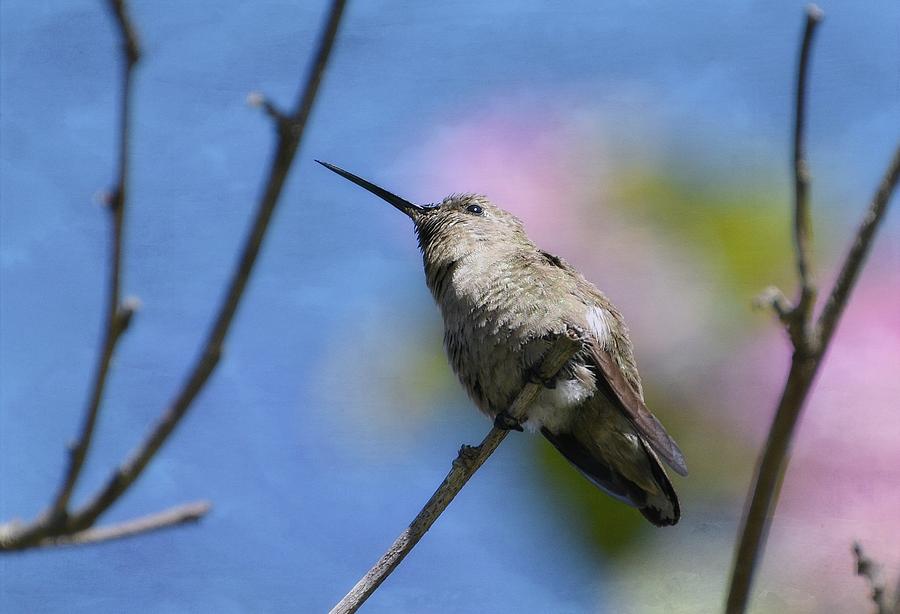 Hummingbird and Blossoms Photograph by Fraida Gutovich
