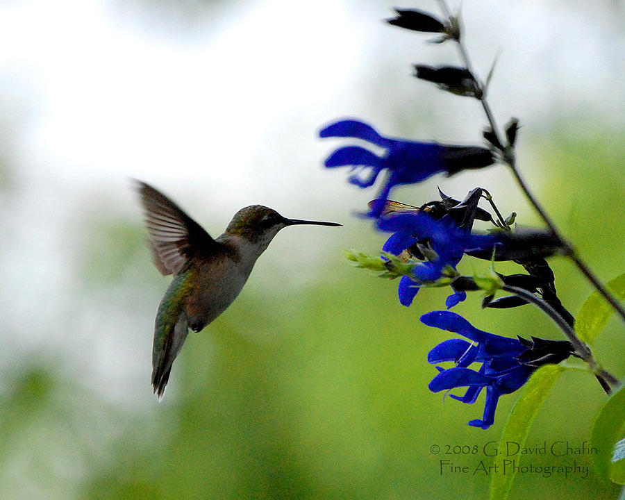 Feather Photograph - Hummingbird and Blue Flowers by Dave Chafin