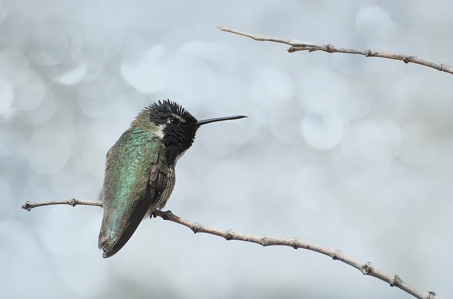 Hummingbird and Bokeh Photograph by Fraida Gutovich