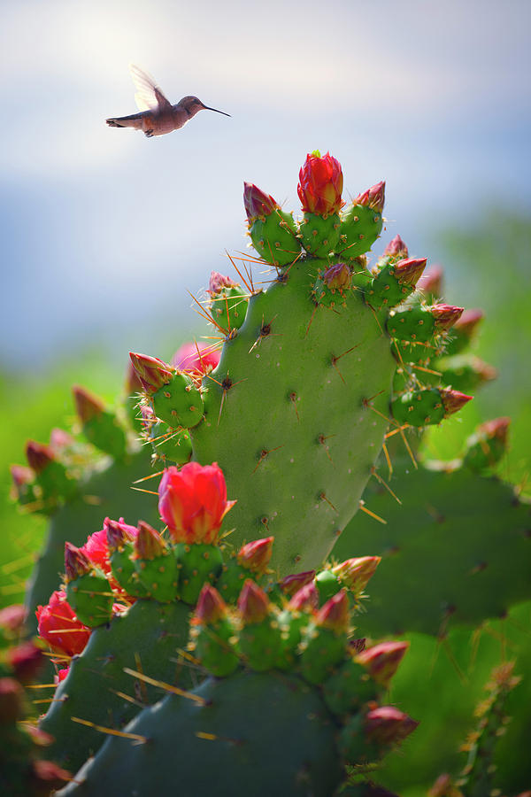 Hummingbird and cactus Photograph by Giovanni Allievi
