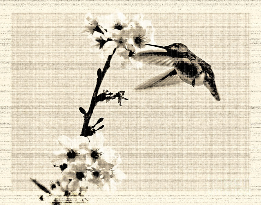 Hummingbird and Cherry Blossom old photo Photograph by Cheryl Del Toro