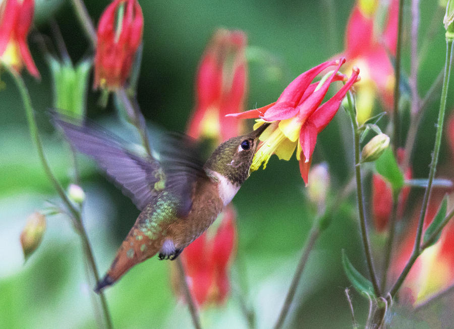 Hummingbird and Columbine Photograph by Angie Vogel