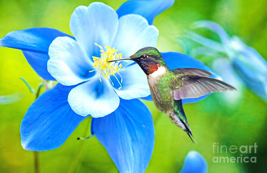 Hummingbird Photograph - Hummingbird and Columbine by Laura D Young