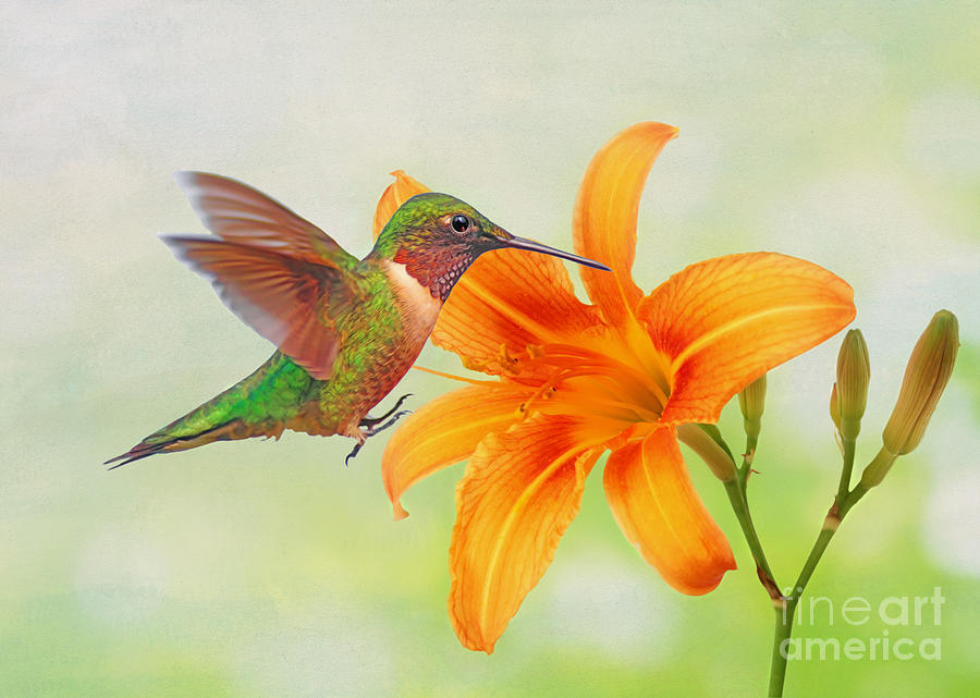 Hummingbird Photograph - Hummingbird and Day Lily by Laura D Young