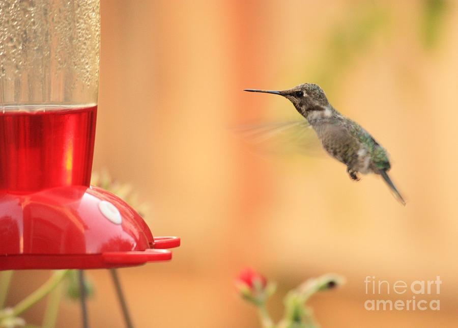 Hummingbird Photograph - Hummingbird and Feeder by Carol Groenen