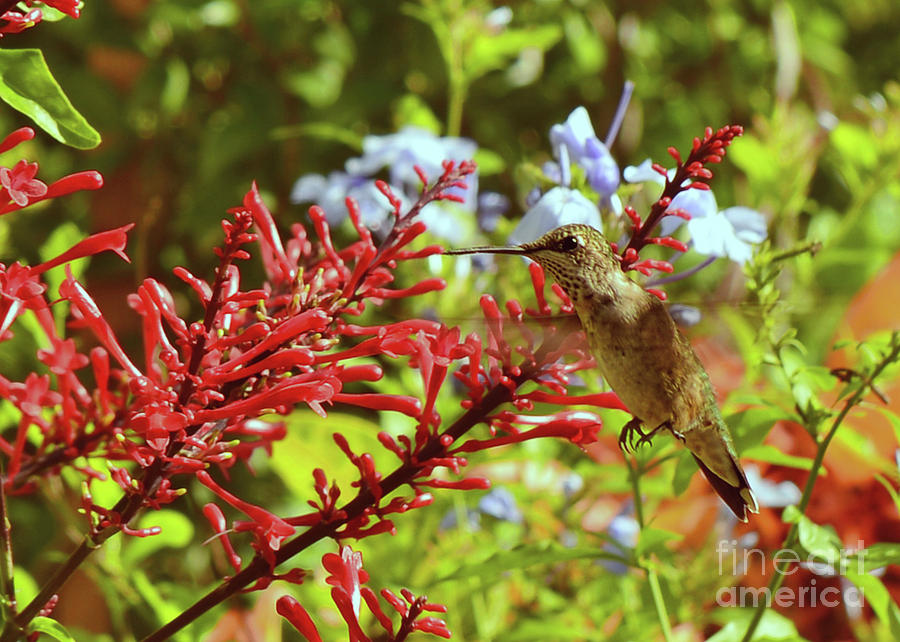 Hummingbird and Firespike Photograph by Olga Hamilton