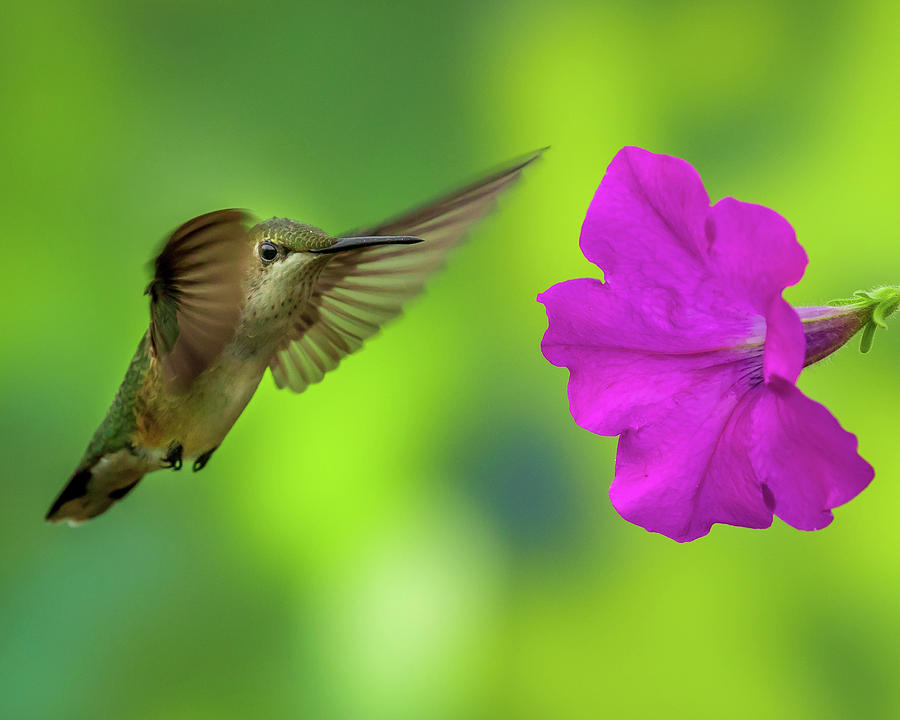 Hummingbird and Flower Photograph by Allin Sorenson