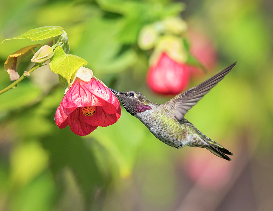 Hummingbird and Flowering Maple Photograph by Loree Johnson