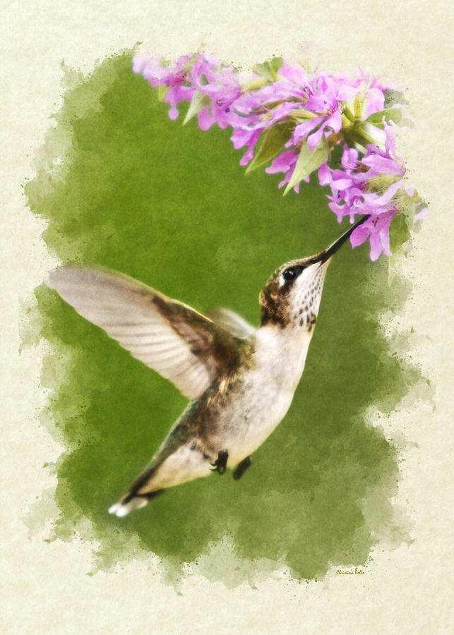 Hummingbird and Flowers Blank Note Card Mixed Media by Christina Rollo