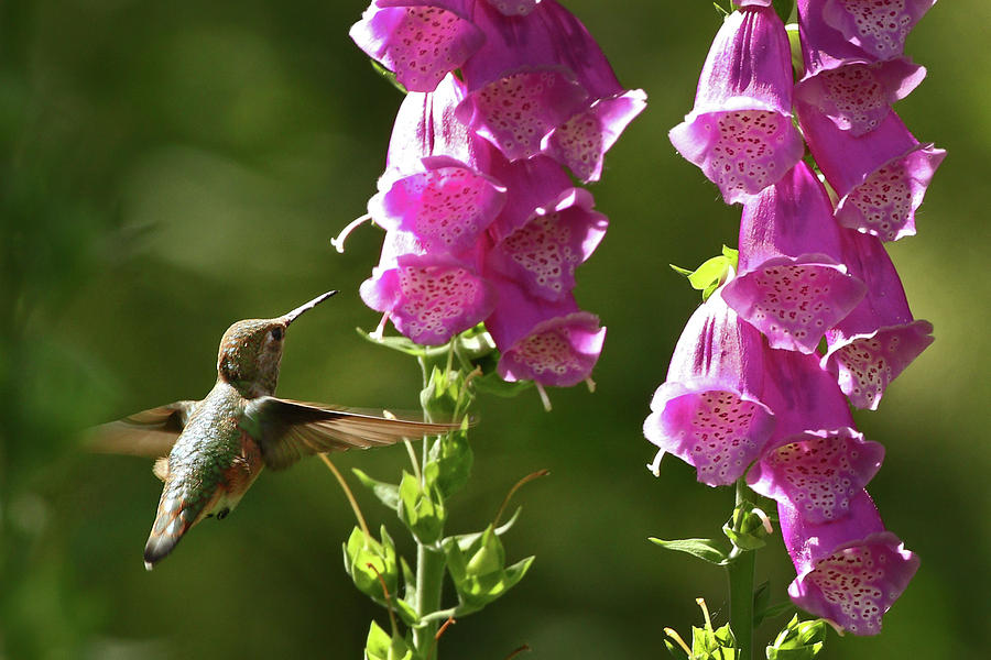 Hummingbird Photograph - Hummingbird and Foxglove by Inge Riis McDonald