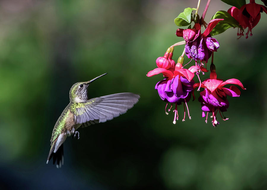Hummingbird and Fuscia Photograph by Dawn Key