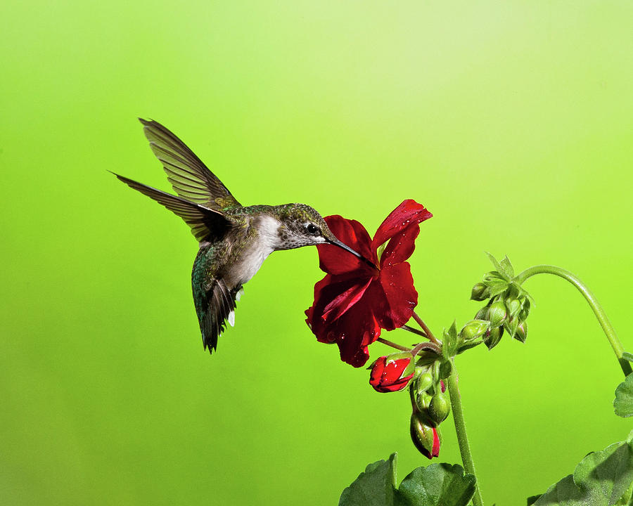 Hummingbird And Gernanium Photograph by Lara Ellis
