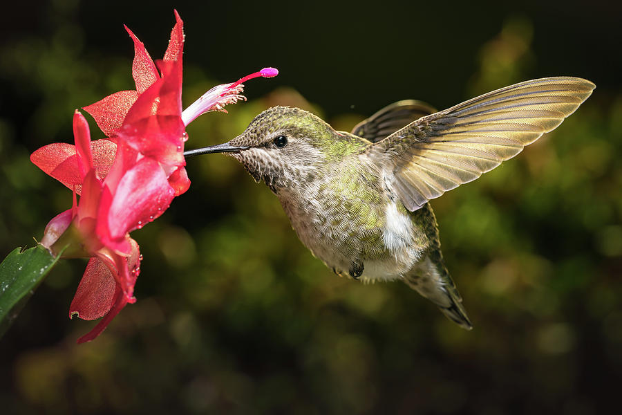Hummingbird and her favorite red flower Photograph by William Lee