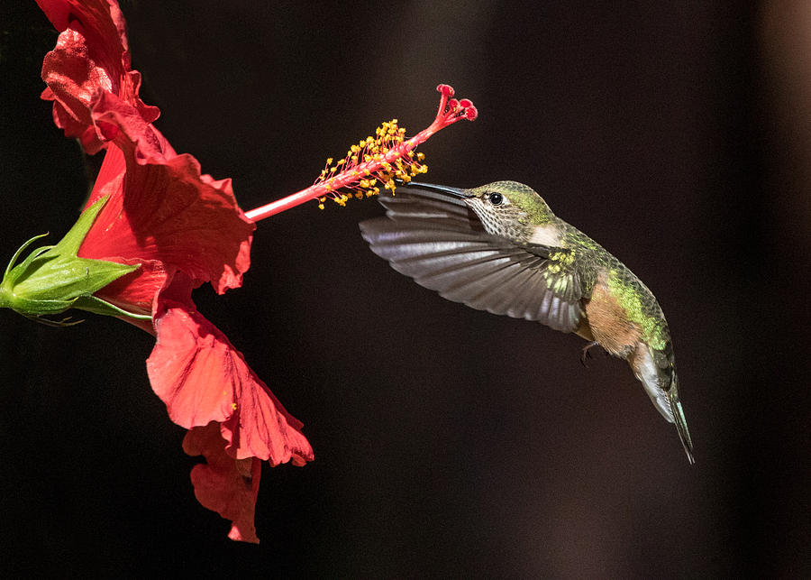 Hummingbird and Hibiiscus Photograph by Dawn Key