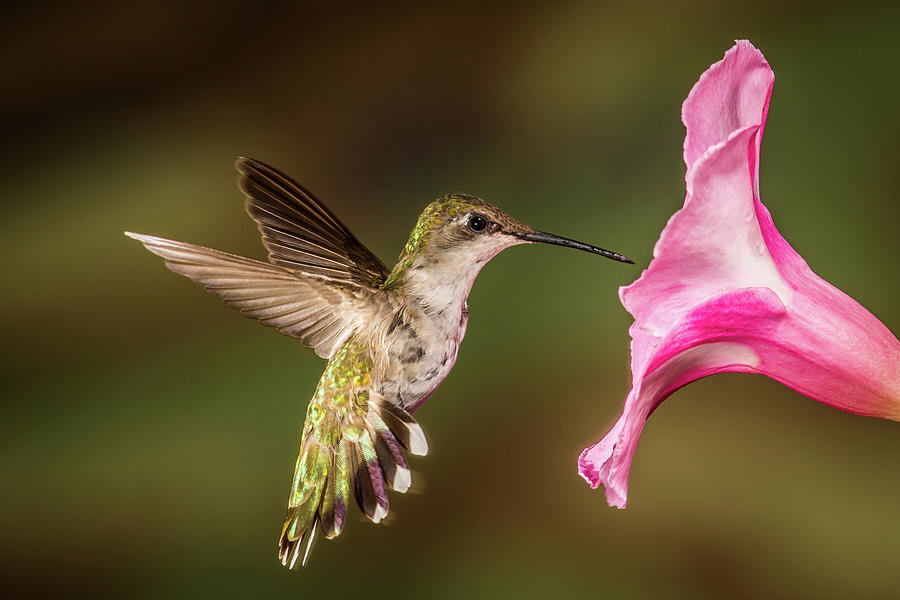 Hummingbird and Hibiscus Photograph by Paul Freidlund