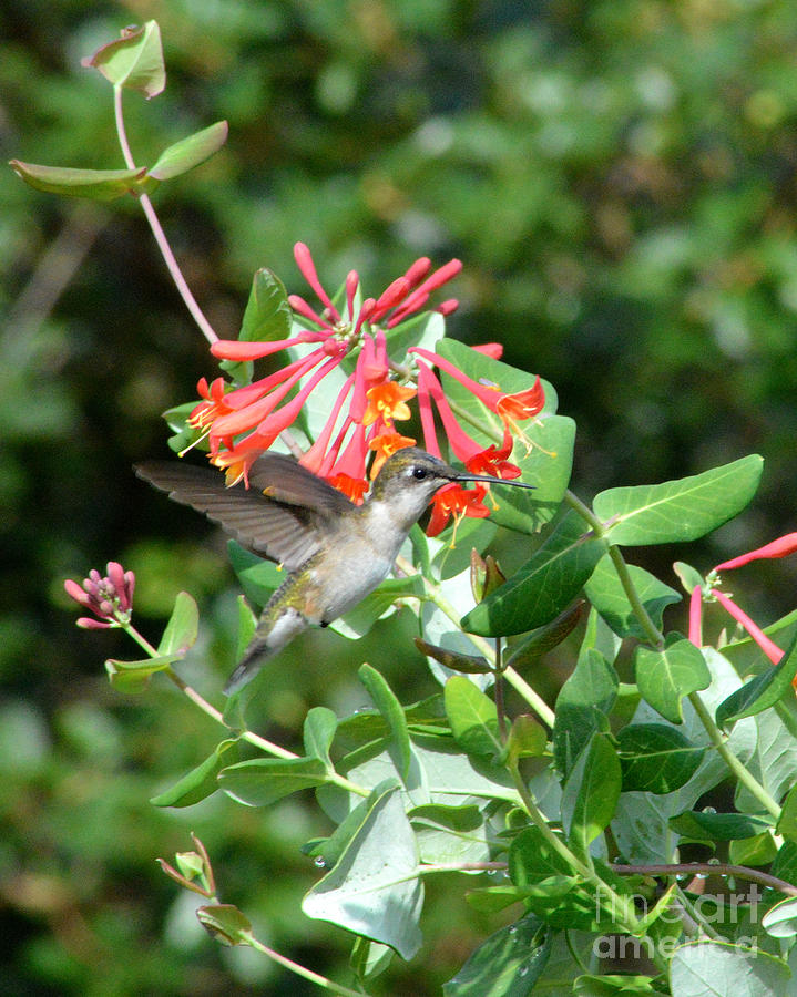 Hummingbird And Honeysuckle 4 Photograph by Belinda Stucki | Fine Art ...