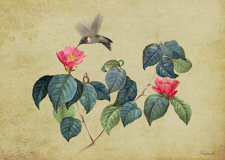 Flowers Still Life Digital Art - Hummingbird and Japanese Camillea by M Spadecaller