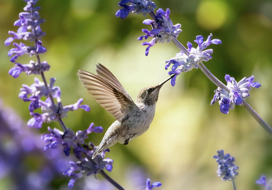 Hummingbird and Lavender Flowers  Photograph by Saija Lehtonen