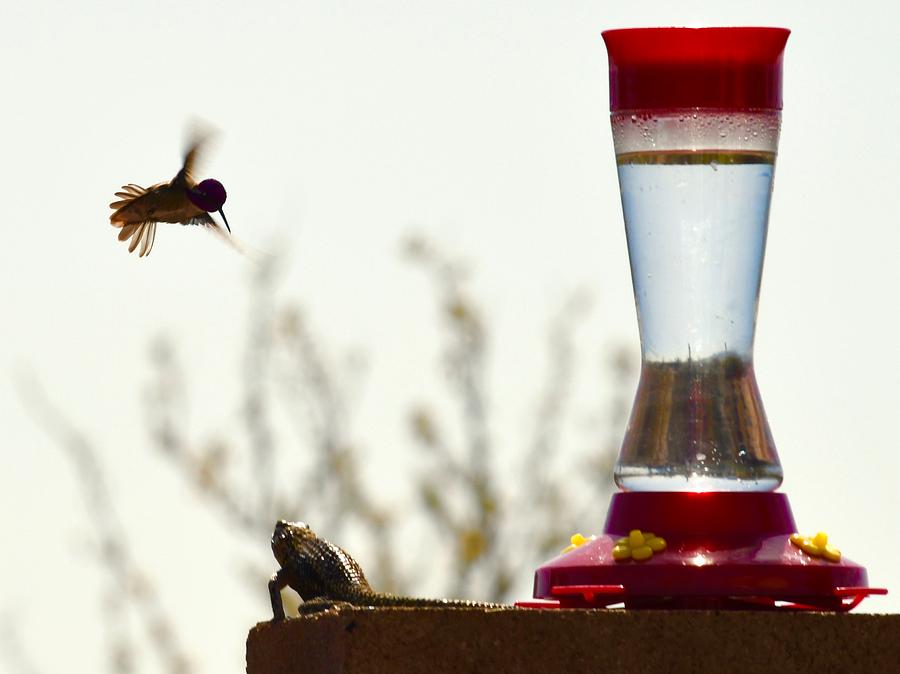 Hummingbird and Lizard Photograph by Hella Buchheim