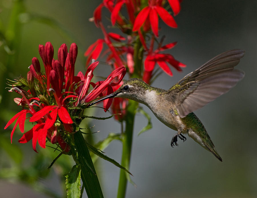 Hummingbird and Lobelia Photograph by Bud Hensley - Fine Art America