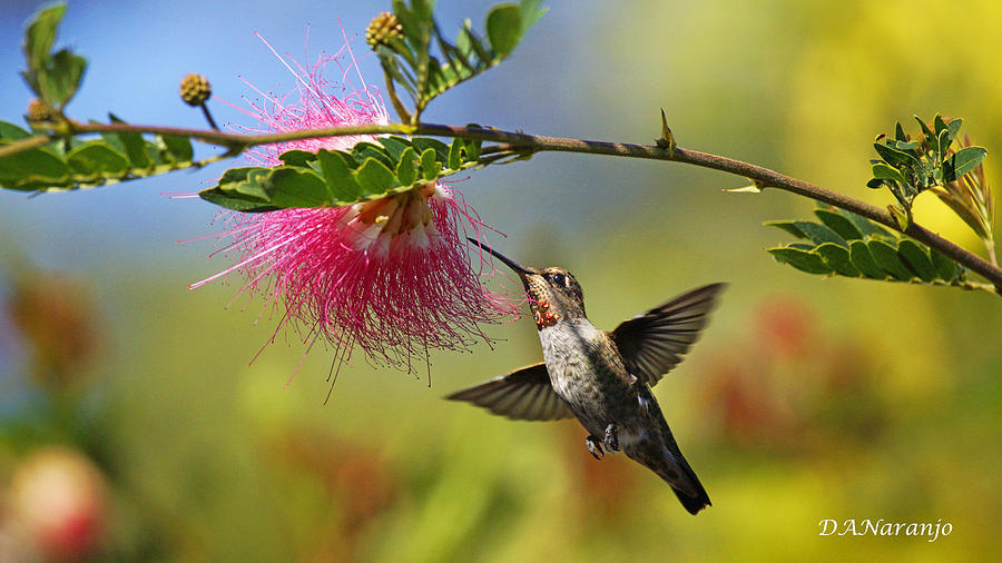 Hummingbird and Mimosa Photograph by David Naranjo - Pixels