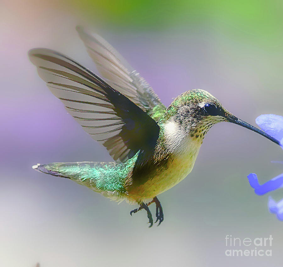Hummingbird  And Nectar  Photograph by Peggy Franz