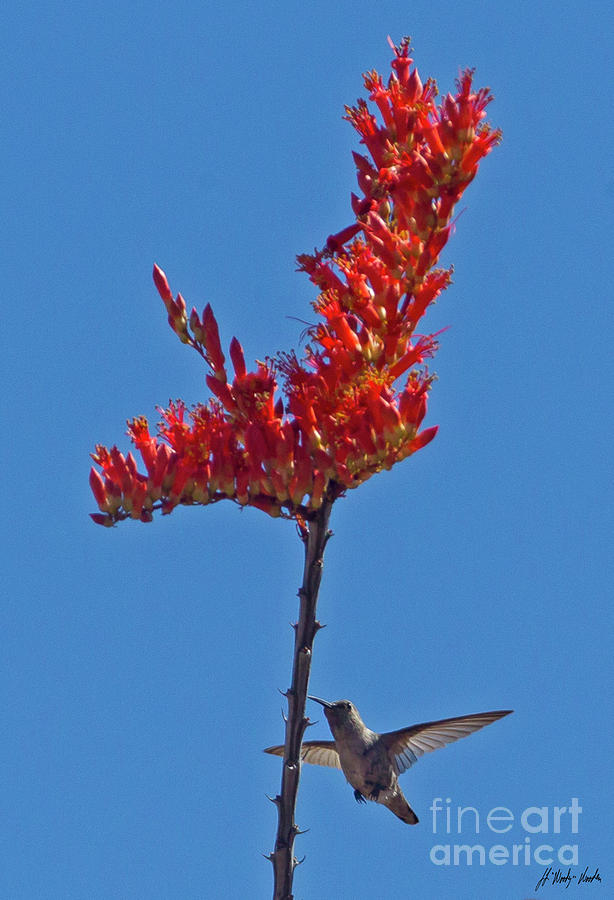 Hummingbird And Ocotillo-Signed-#2842 Photograph by J L Woody Wooden