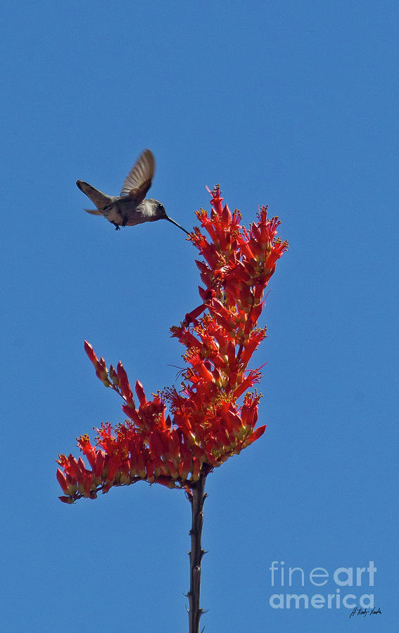 Hummingbird And Ocotillo-Signed-#2865 Photograph by J L Woody Wooden