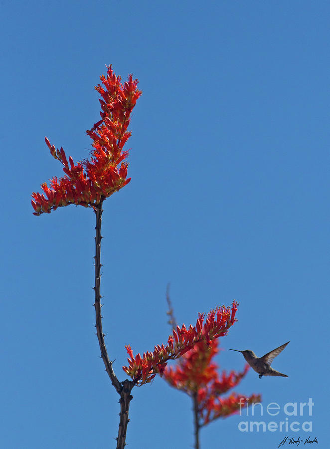 Hummingbird And Ocotillo-Signed-#2904 Photograph by J L Woody Wooden