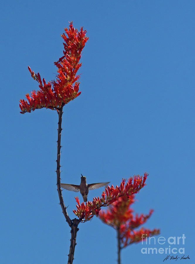 Hummingbird And Ocotillo-Signed-#2920 Photograph by J L Woody Wooden