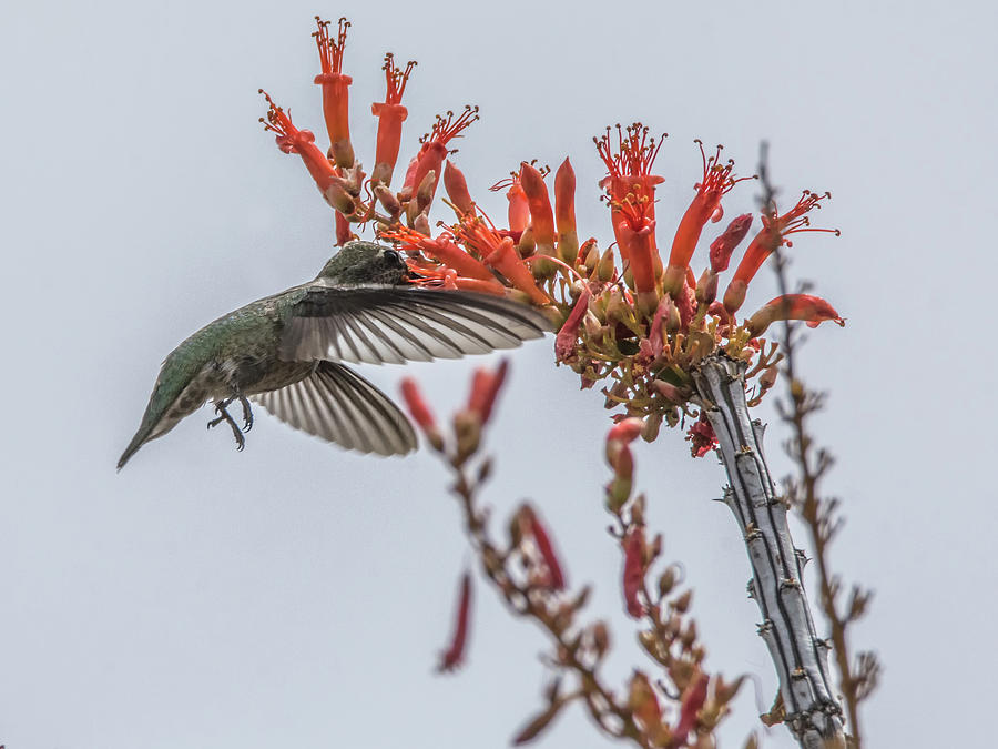Hummingbird and Ocotillo Photograph by Tam Ryan
