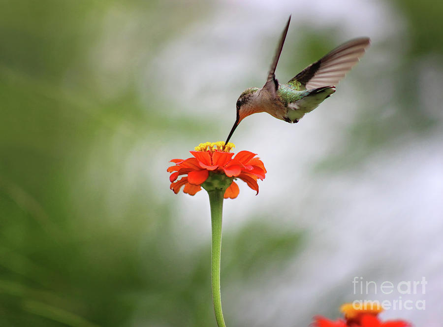 Hummingbird and Orange Zinnia Photograph by Karen Adams