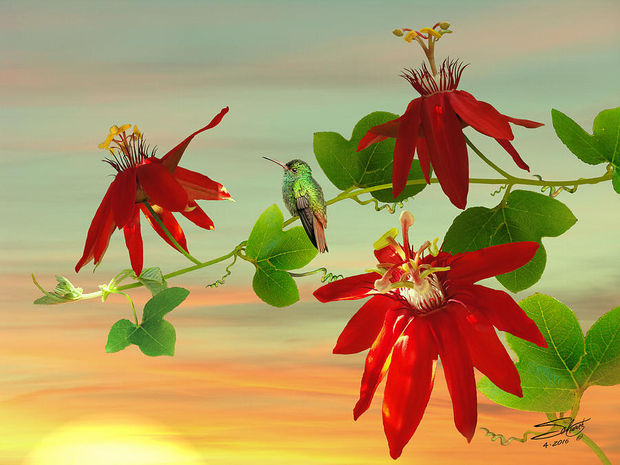 Hummingbird and Passion Flowers Photograph by M Spadecaller