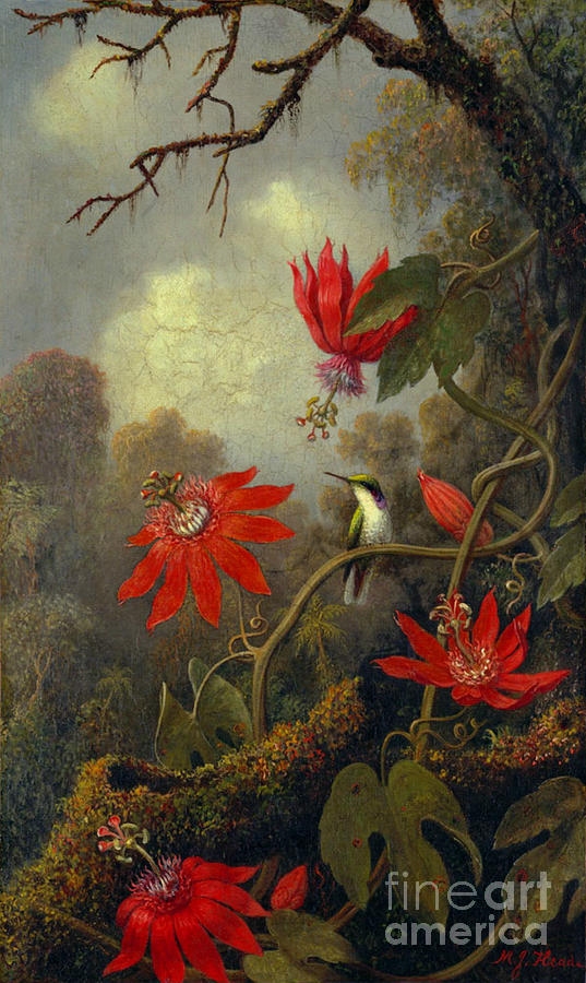 Hummingbird and Passionflowers 1877 Photograph by Padre Art