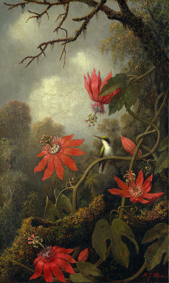 Hummingbird and Passionflowers Painting by Martin Johnson Heade