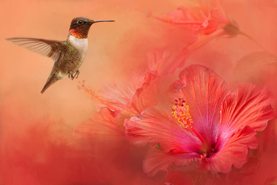 Hummingbird and Peach Hibiscus Photograph by Jai Johnson