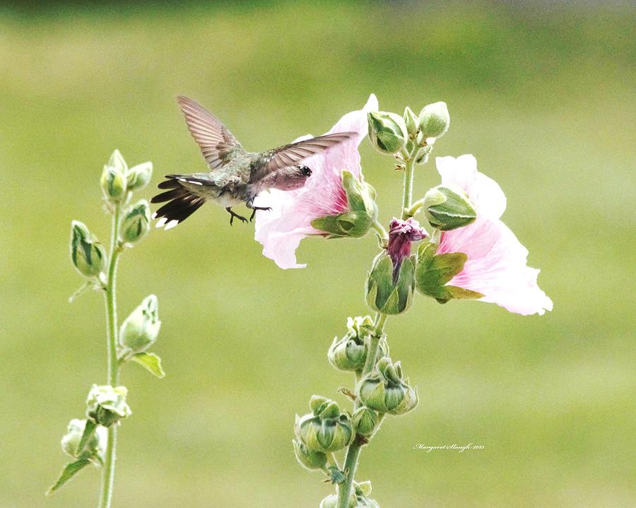 Hummingbird Photograph - Hummingbird and Pink Hollyhocks by Margaret  Slaugh