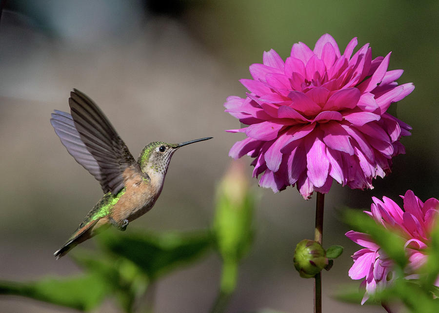 Hummingbird and Pink Zinnia Photograph by Dawn Key