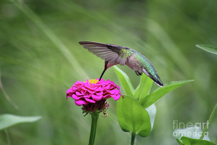 Hummingbird and Pink Zinnia Photograph by Karen Adams