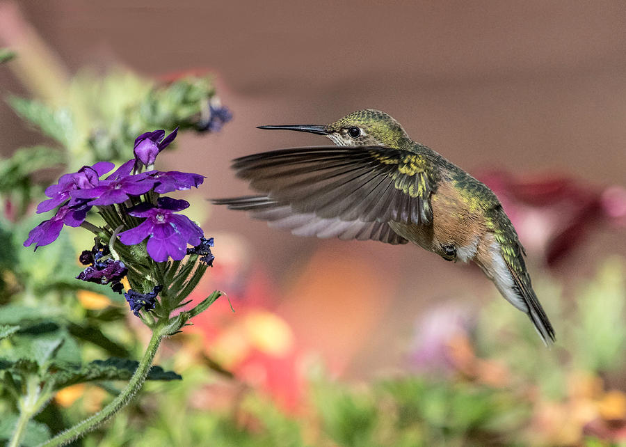 Hummingbird and Purple Flower Photograph by Dawn Key