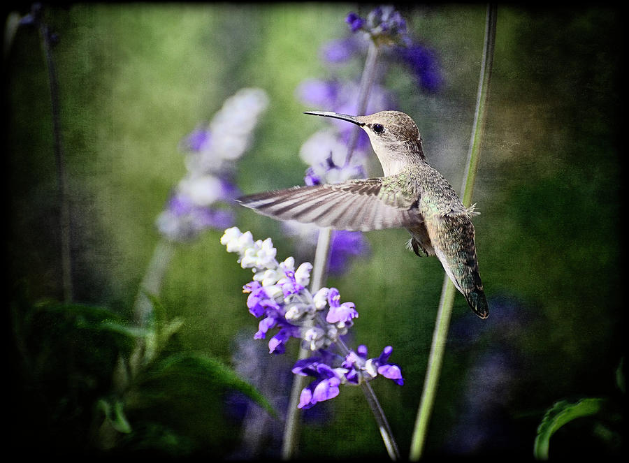 Hummingbird Photograph - Hummingbird and Purple Lupine  by Saija Lehtonen