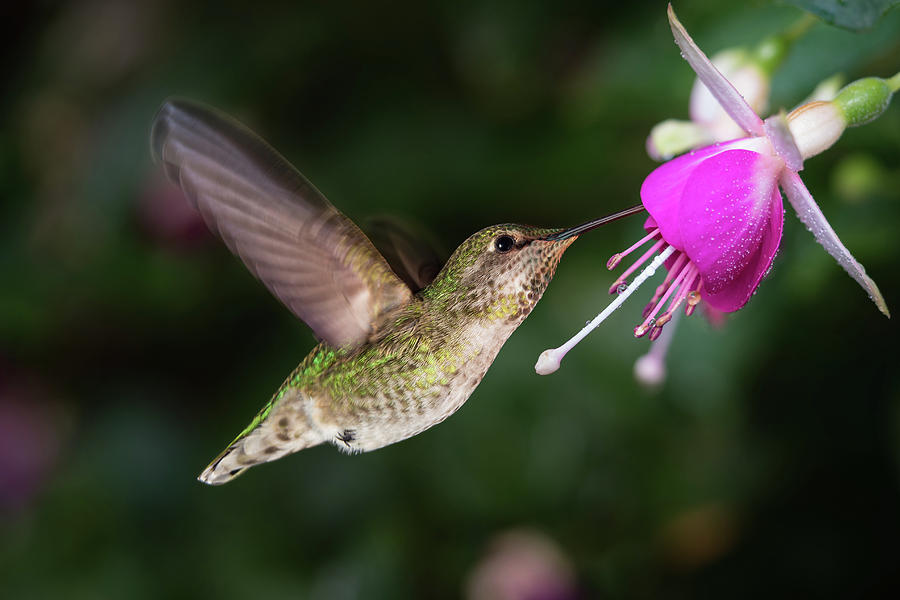 Hummingbird and queen fuchsia Photograph by William Lee