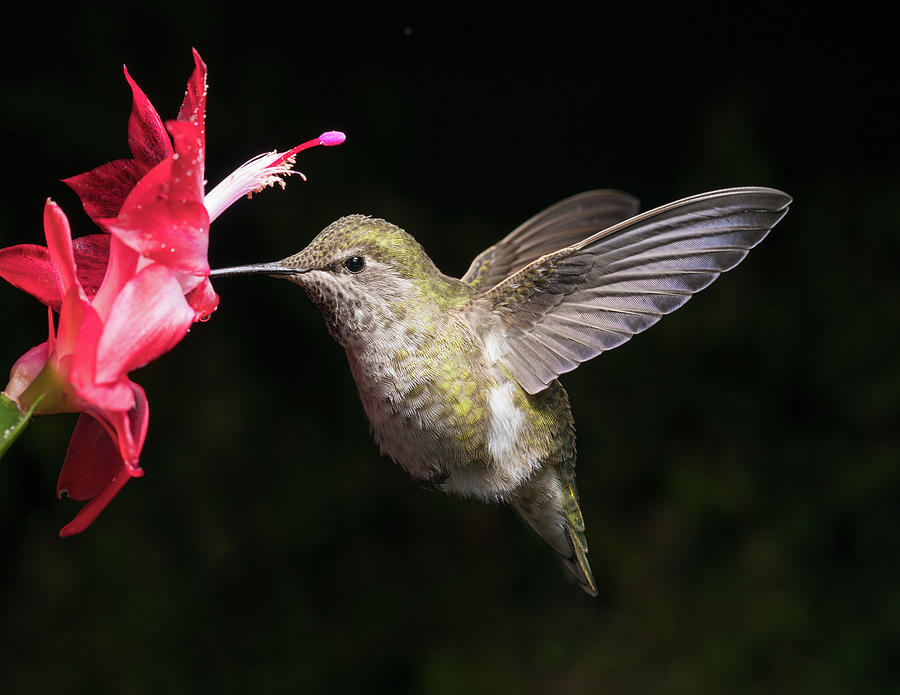 Hummingbird And Red Flower Photograph