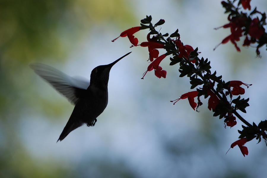 Hummingbird and Red Flowers Photograph by Dave Chafin - Fine Art America