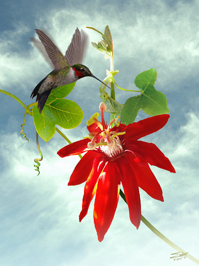 Hummingbird and Red Passion Flower Painting by M Spadecaller